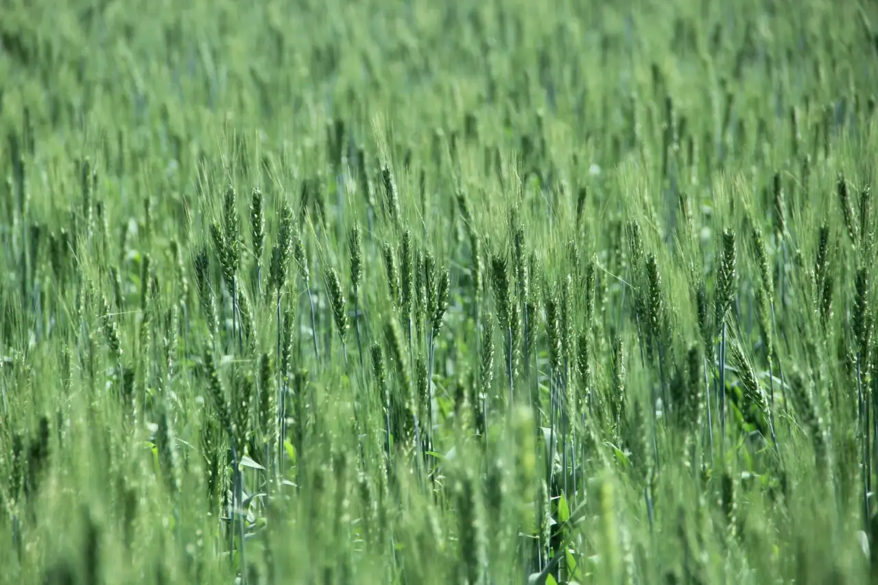 深圳实业投资项目管理要点与风控策略解析